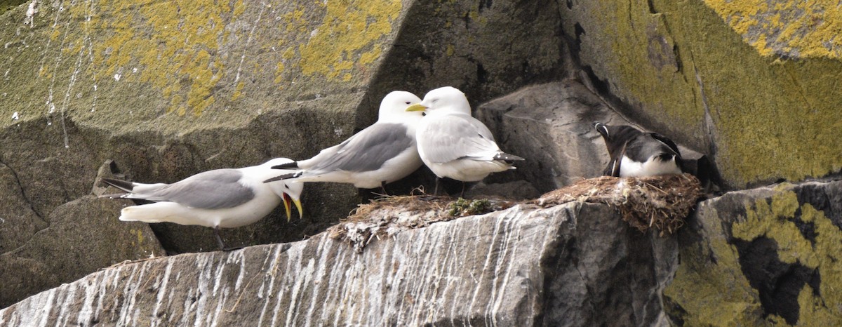 Black-legged Kittiwake - ML636682218