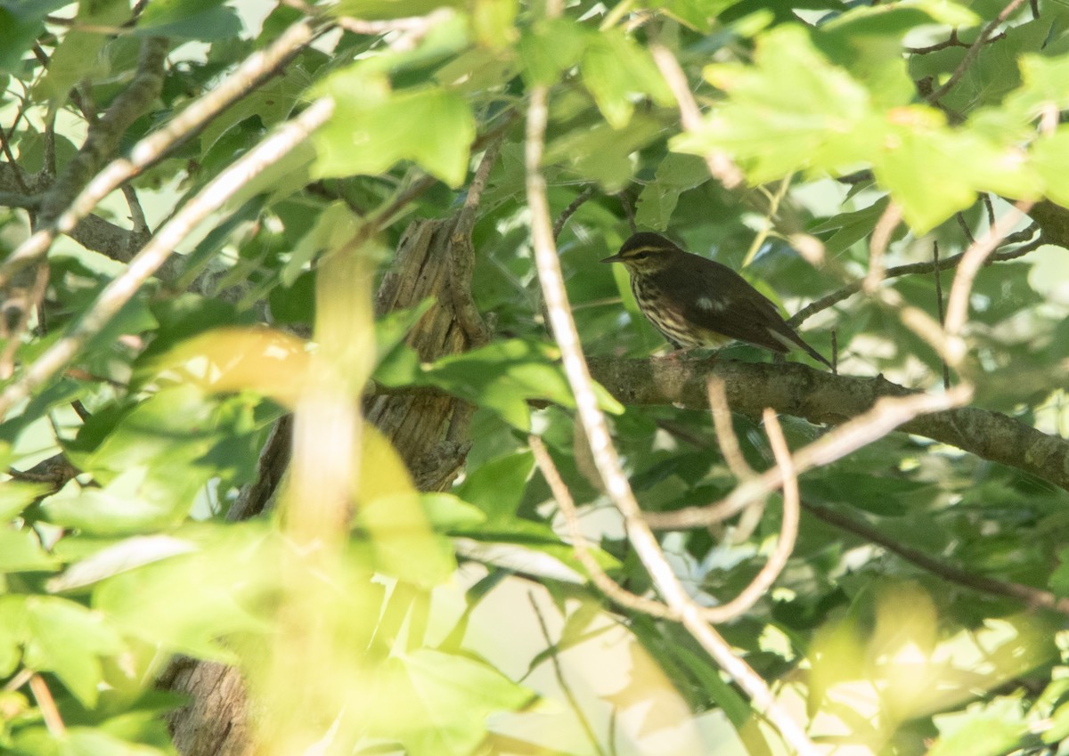 Northern Waterthrush - ML636682220