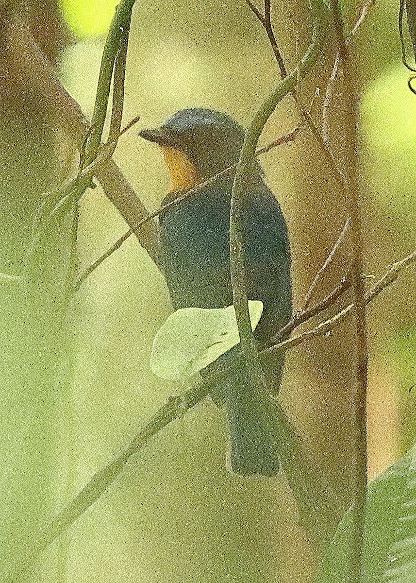 Large Blue Flycatcher - ML636682257