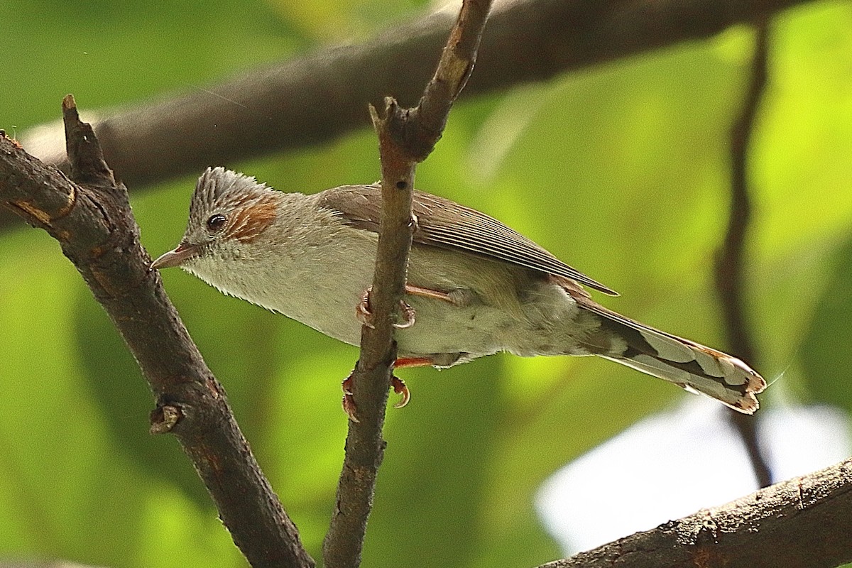 Striated Yuhina - ML636682264