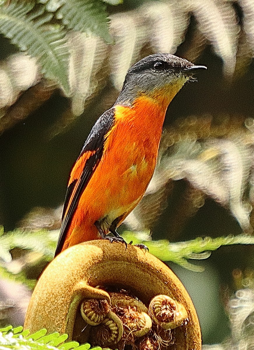 Minivet Gorjigrís - ML636682293