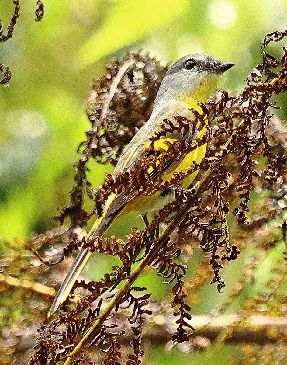 Minivet Gorjigrís - ML636682294