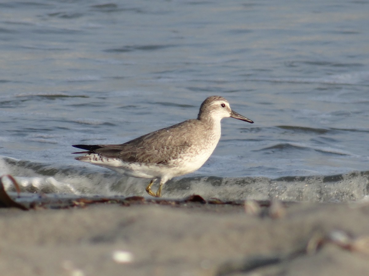 Red Knot - ML636682300