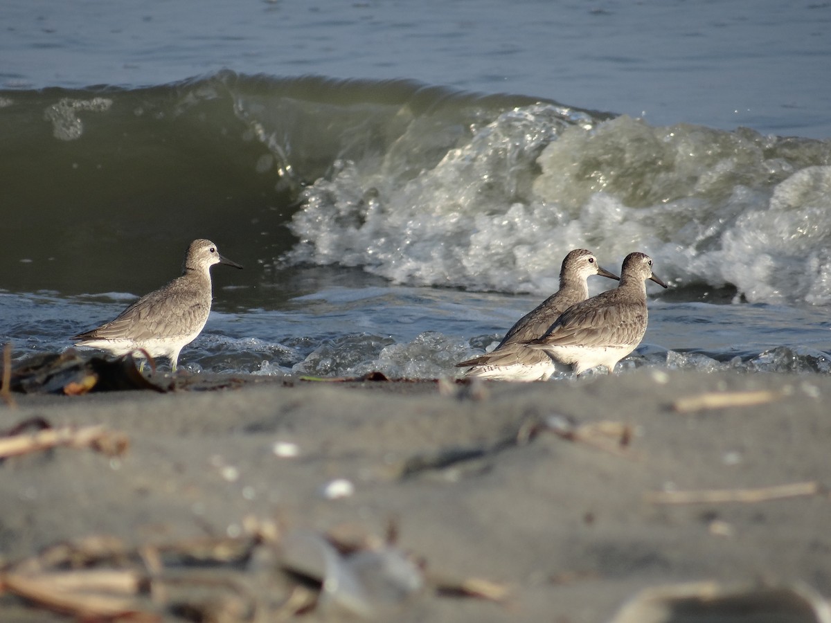 Red Knot - ML636682301