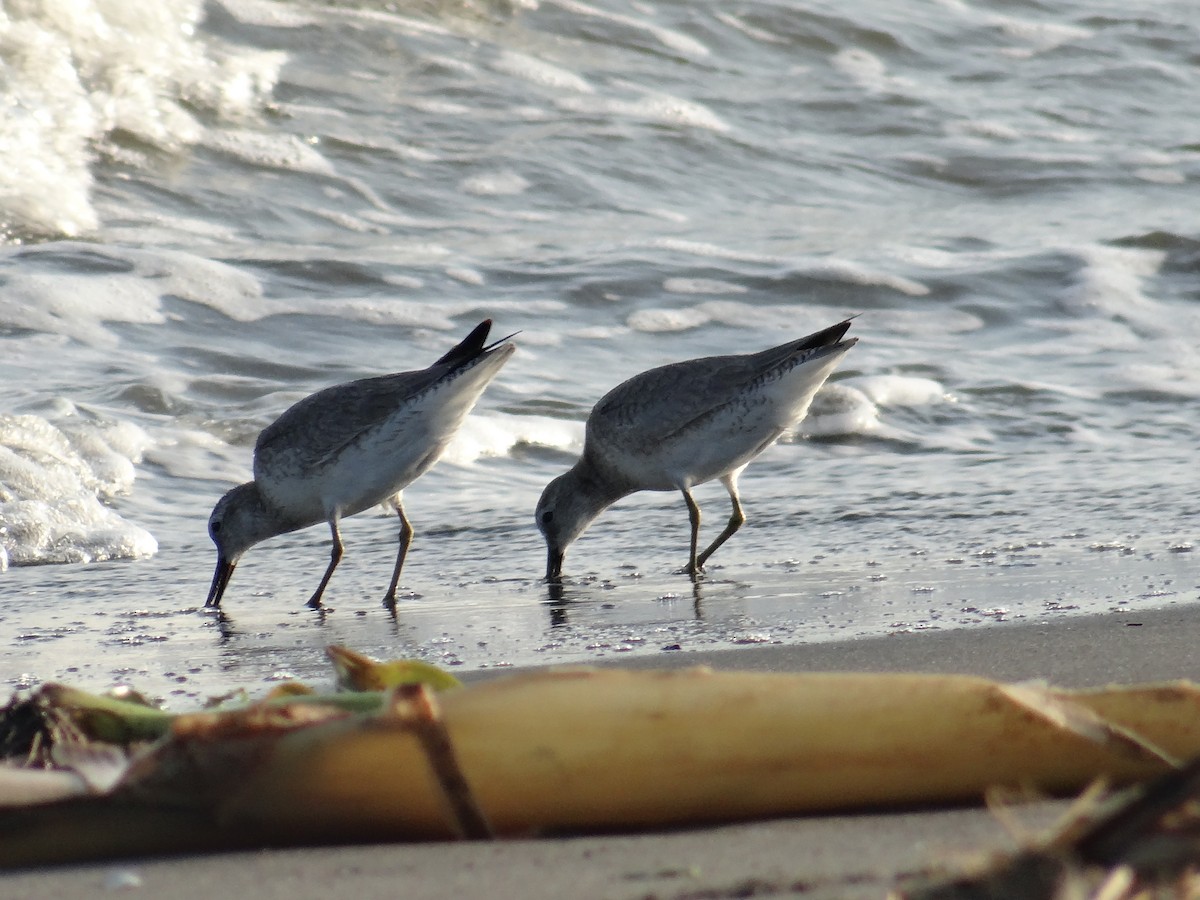 Red Knot - ML636682302