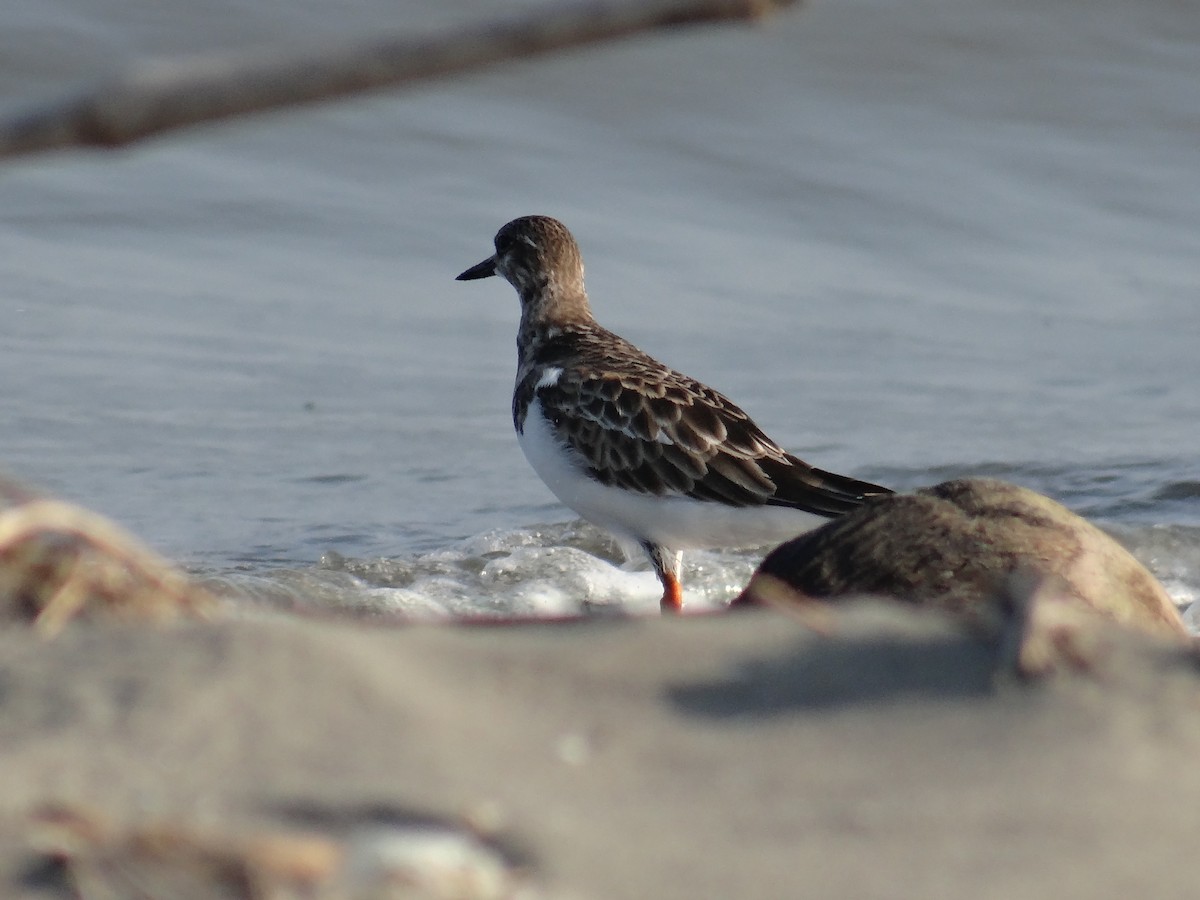 Ruddy Turnstone - ML636682307