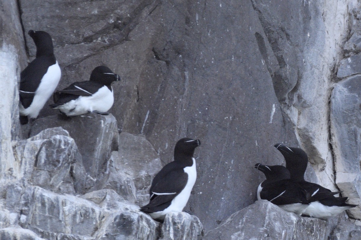 Razorbill - ML636682321