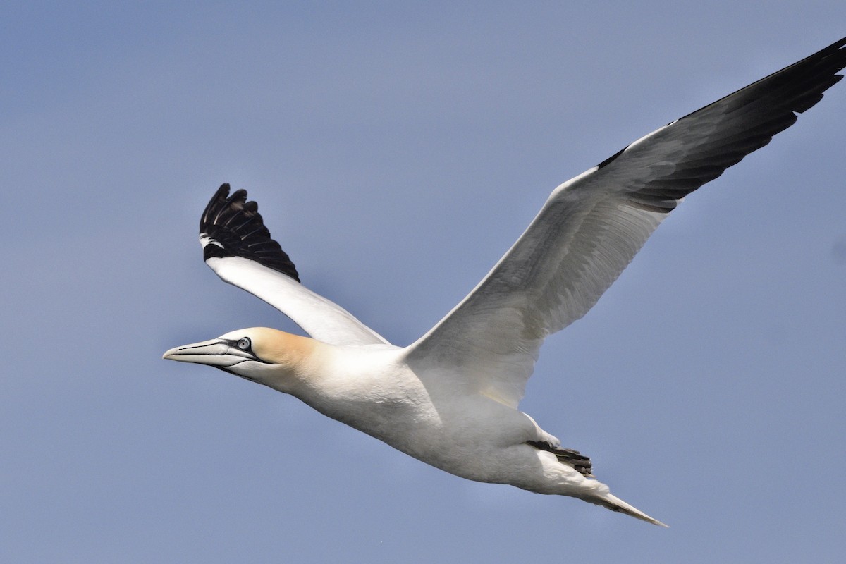 Northern Gannet - ML636682344