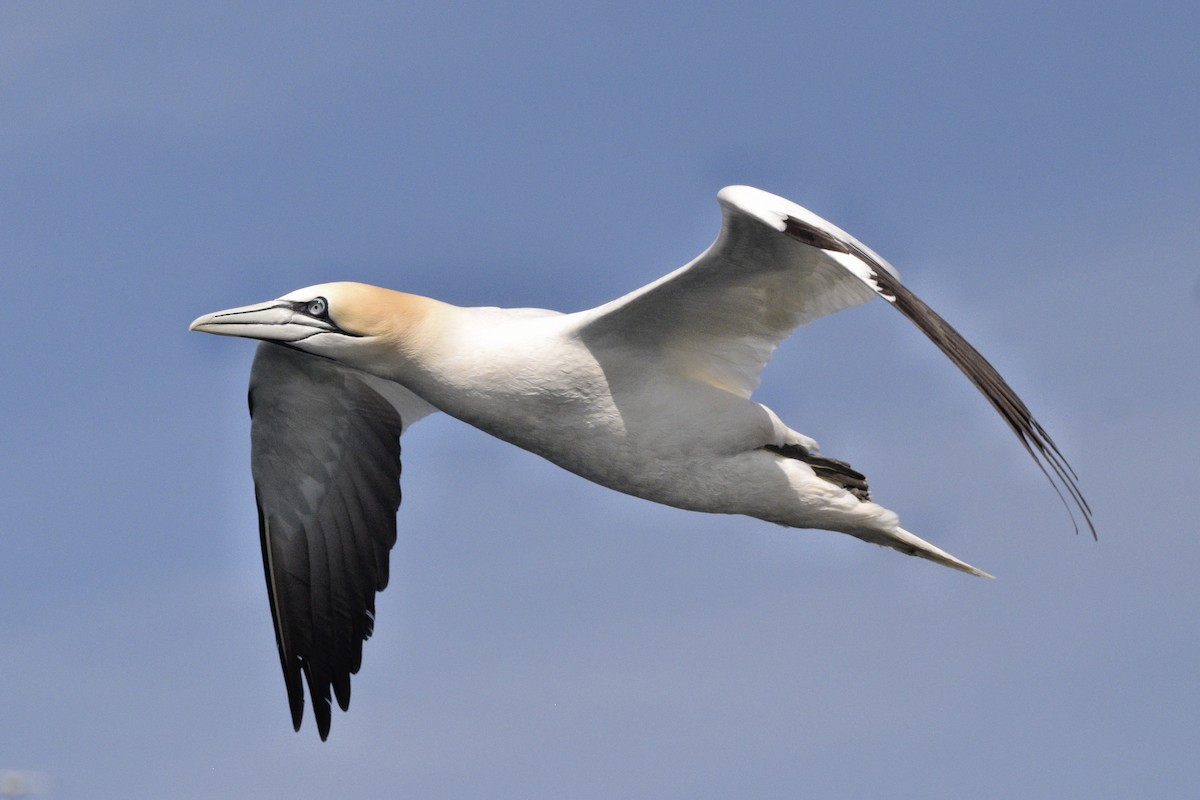 Northern Gannet - ML636682345