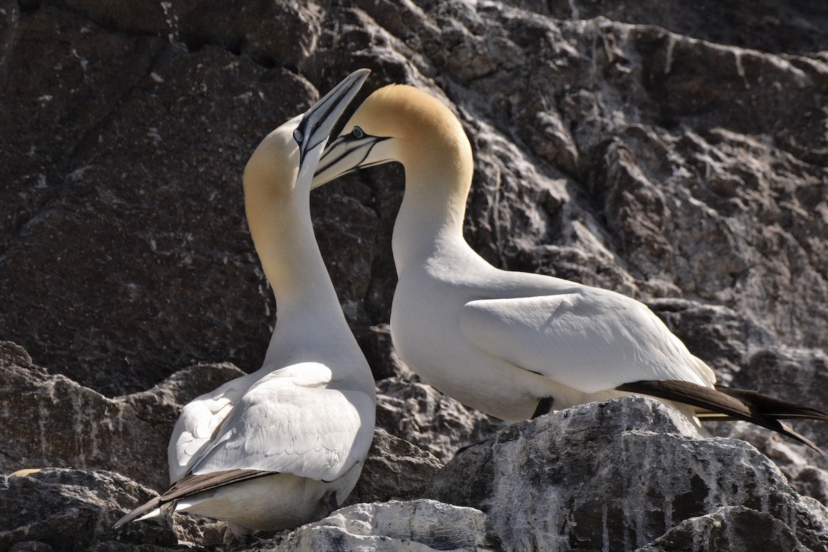 Northern Gannet - ML636682346