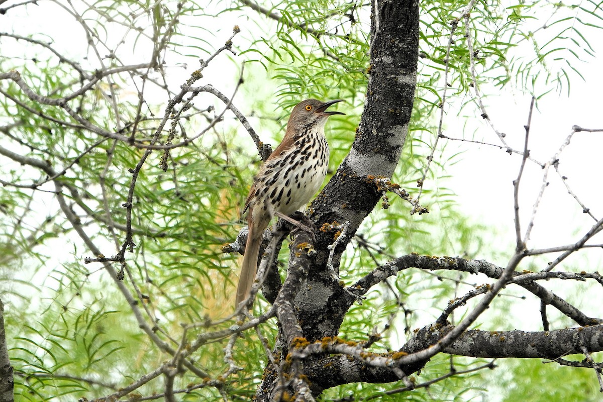 Long-billed Thrasher - ML636682373