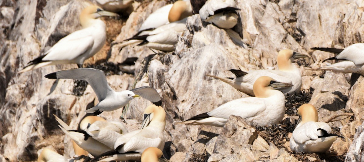 Black-legged Kittiwake - ML636682380