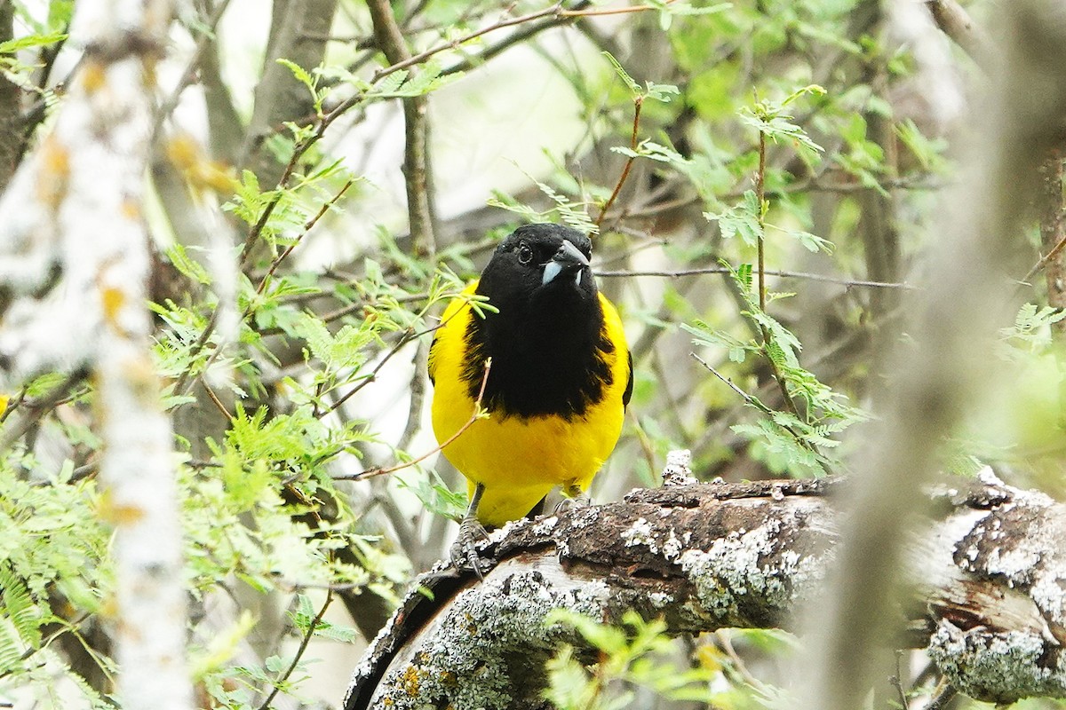 Audubon's Oriole - ML636682397