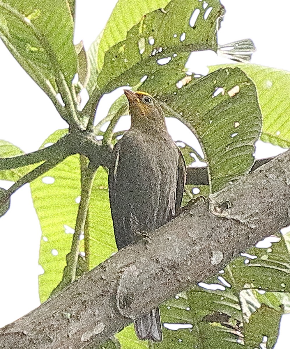 Yellow-rumped Honeyguide - ML636682466