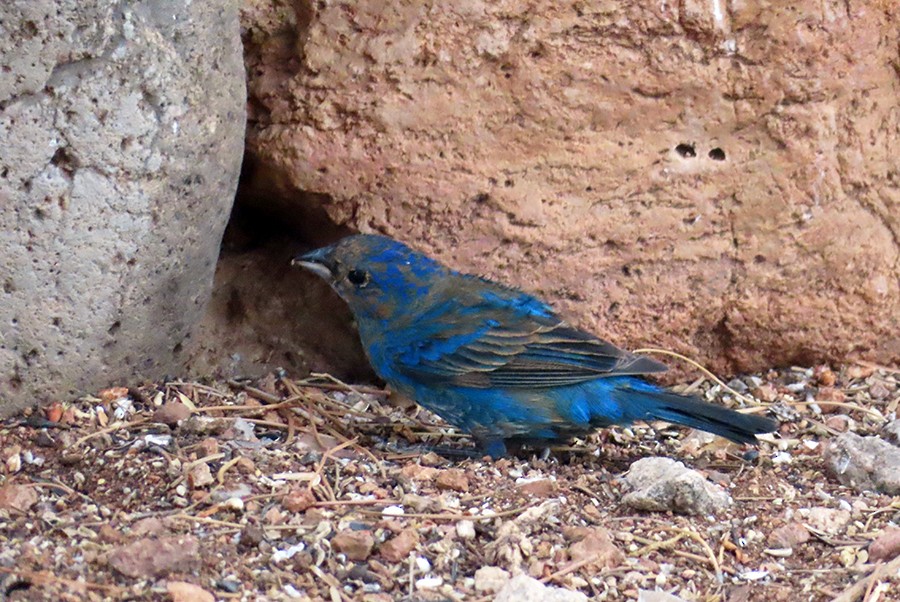 Indigo Bunting - ML636682602