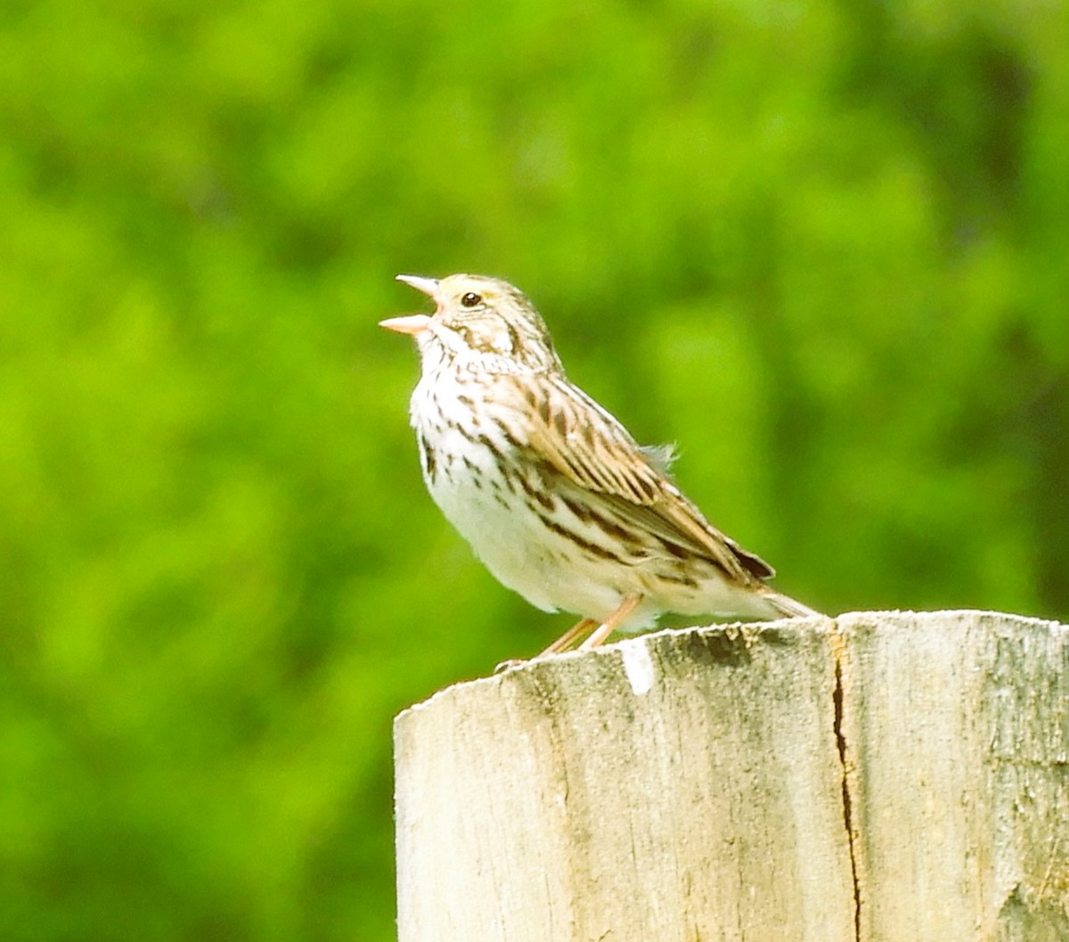 strnadec luční - ML636682634