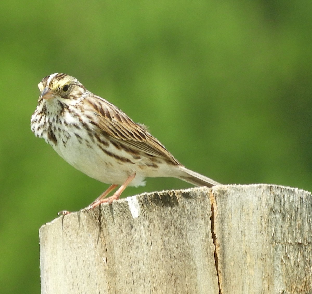 strnadec luční - ML636682664