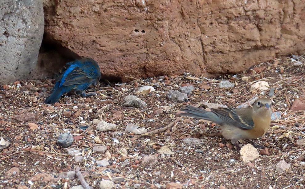 Lazuli Bunting - ML636682698