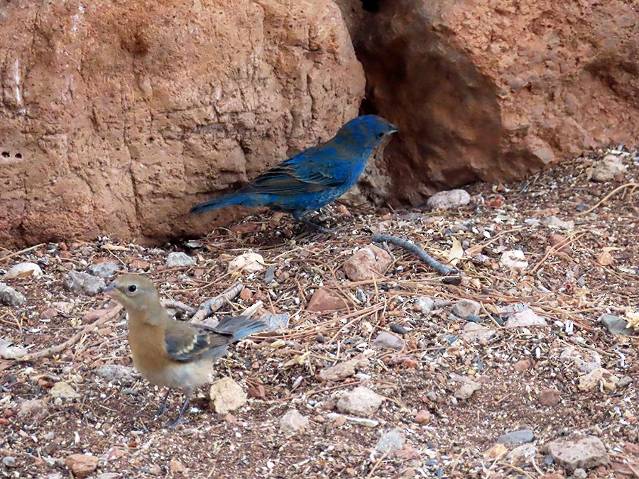 Lazuli Bunting - ML636682699