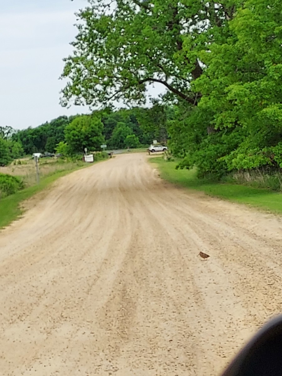 American Woodcock - ML636682743