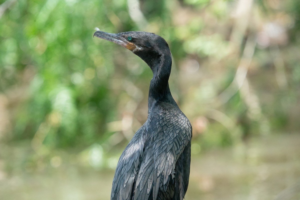 Neotropic Cormorant - Evan Farese