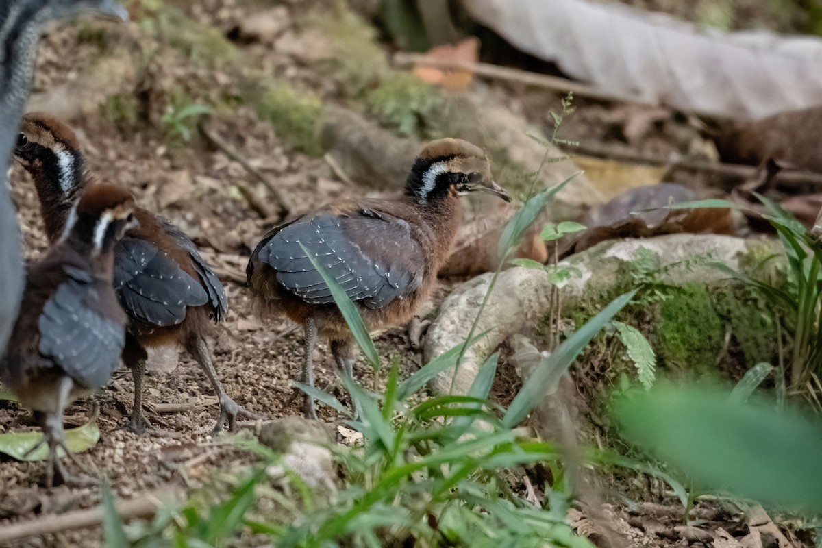 Gray Tinamou - ML636682785