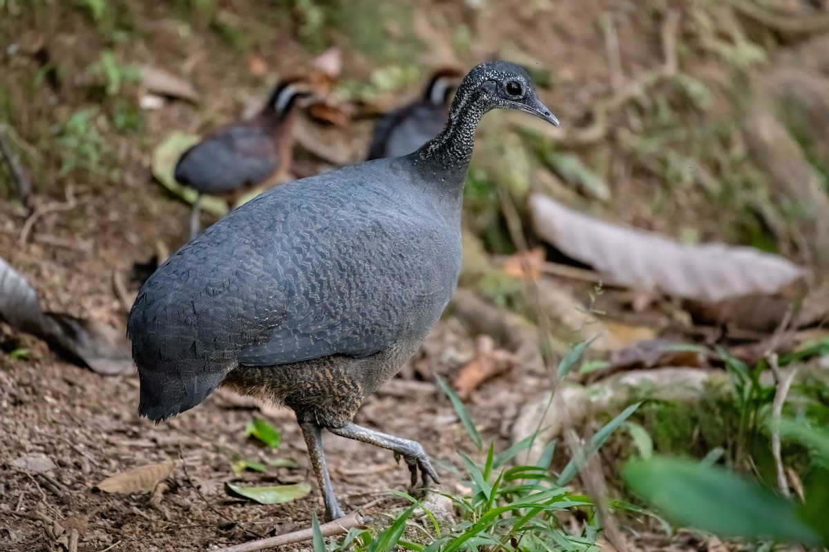 Gray Tinamou - ML636682786