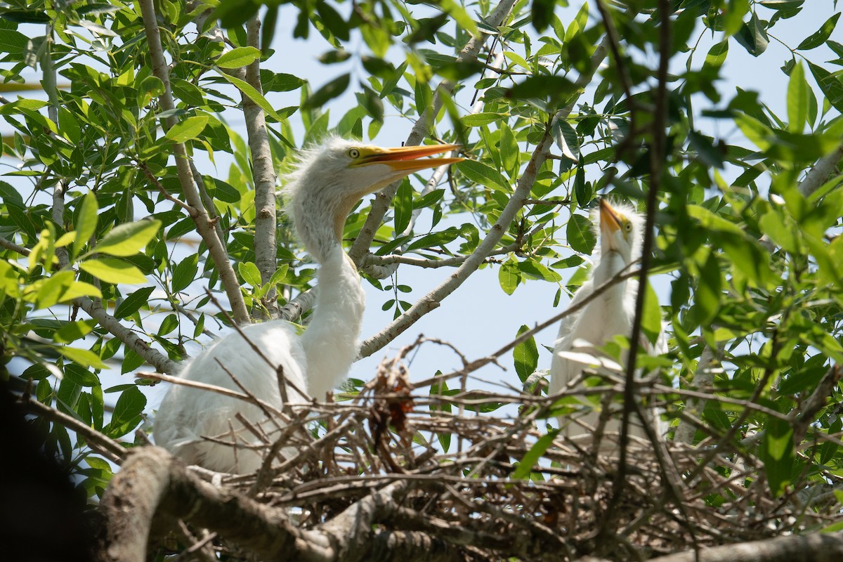 Great Egret - Evan Farese