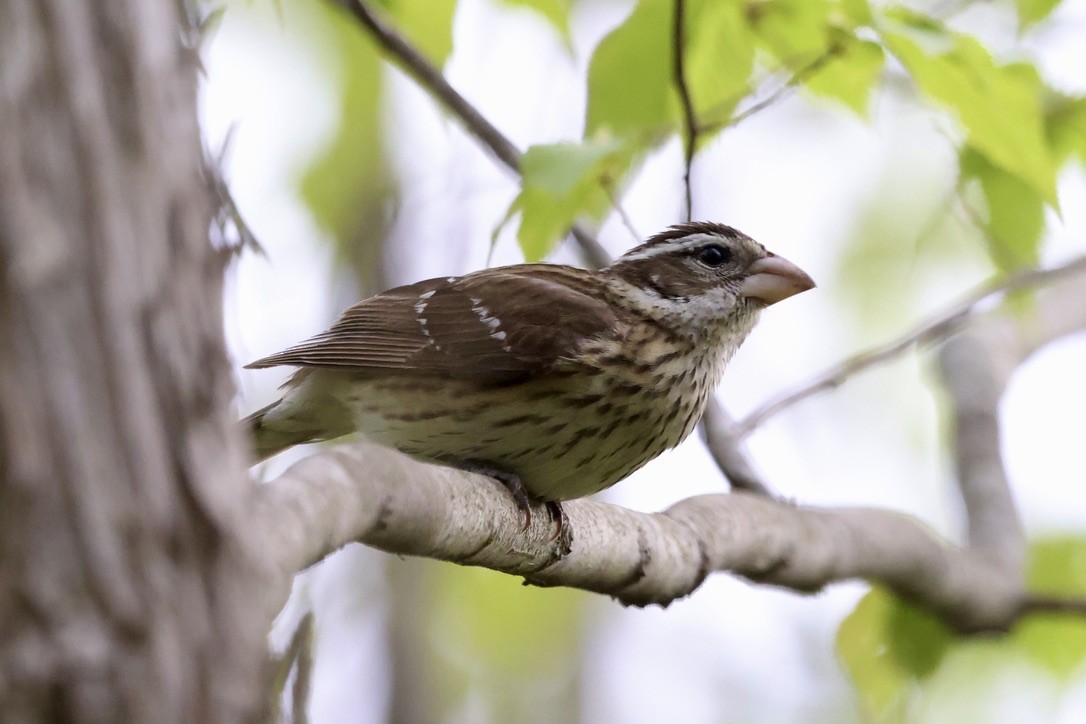 Rose-breasted Grosbeak - P R
