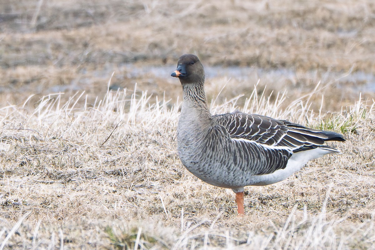 Tundra Bean-Goose - ML636682943