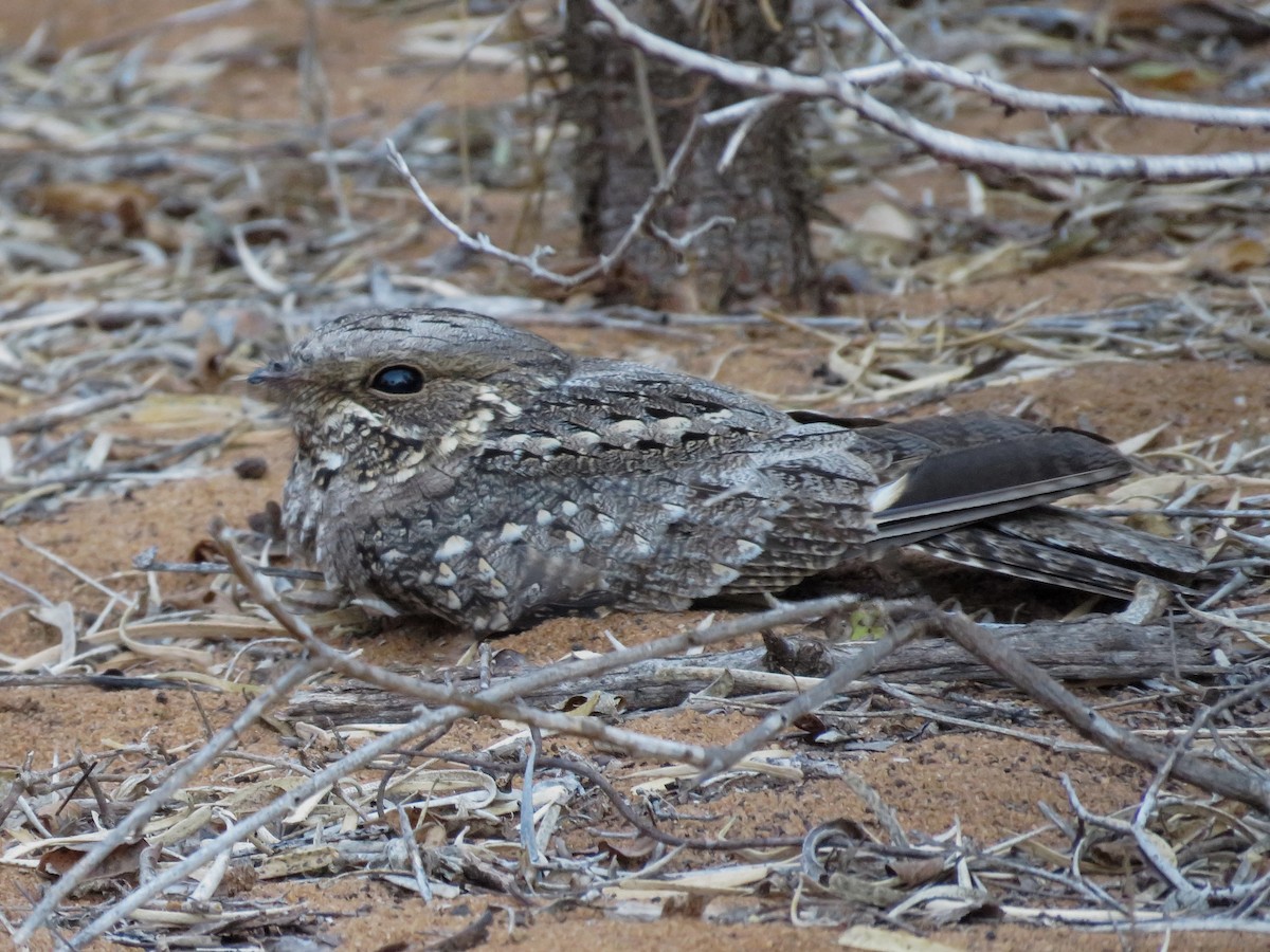 Madagascar Nightjar - ML636682991