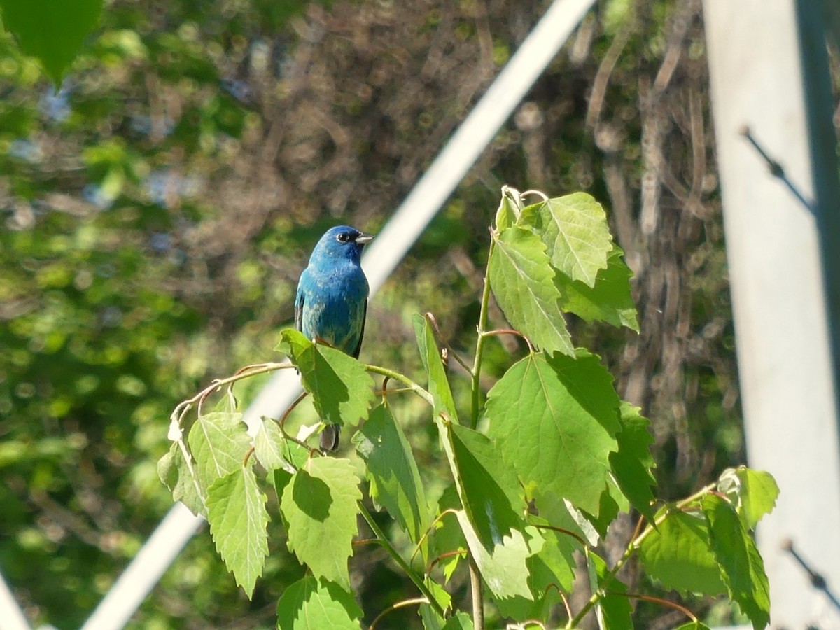 Indigo Bunting - ML636683058