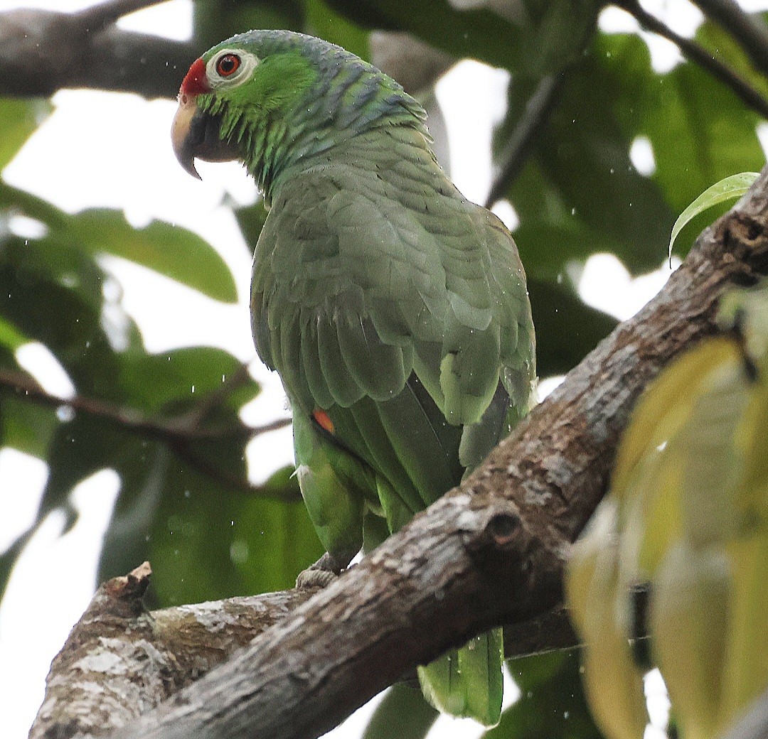 Red-lored Amazon - ML636683094