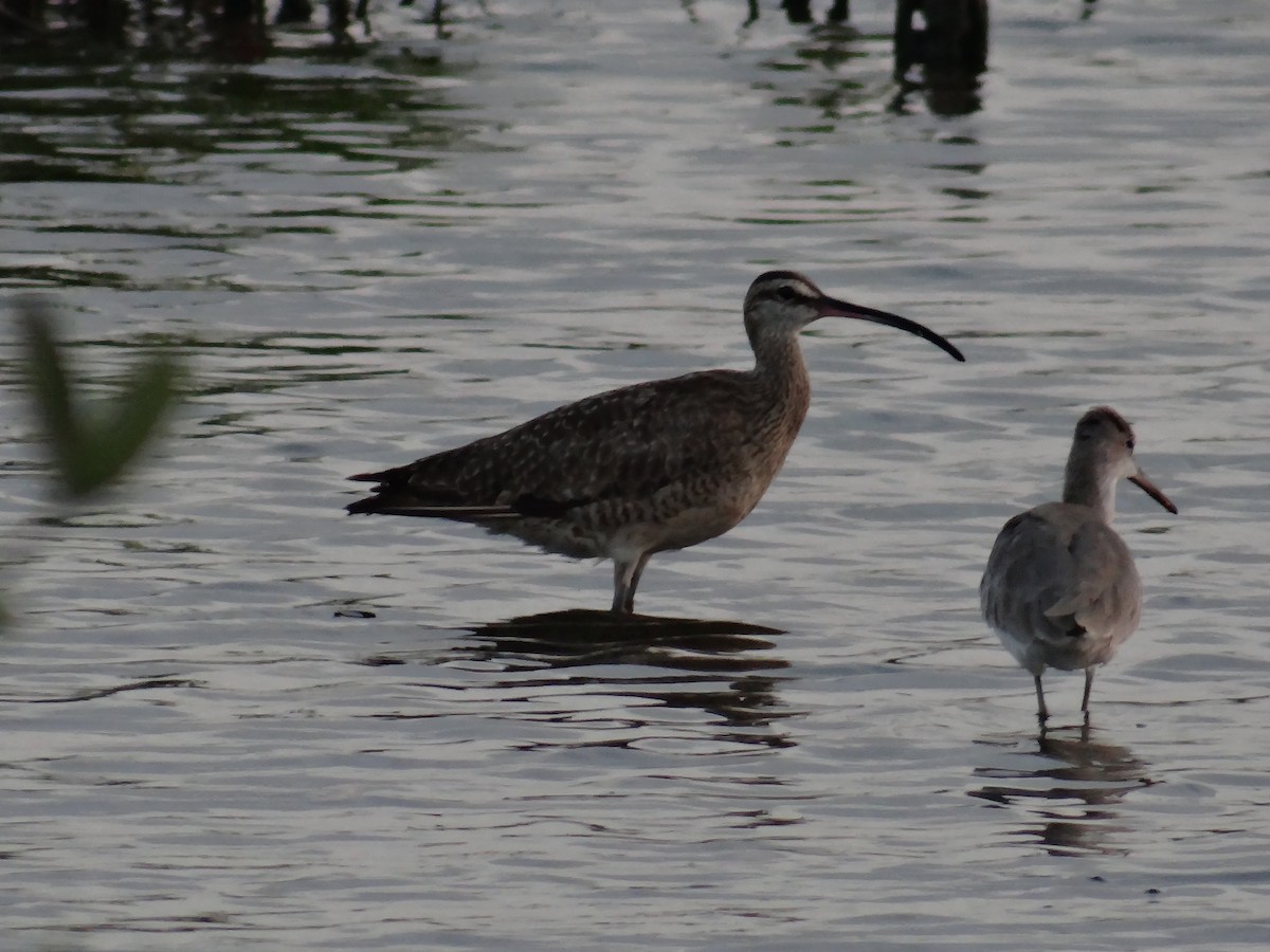 Whimbrel - ML636683106