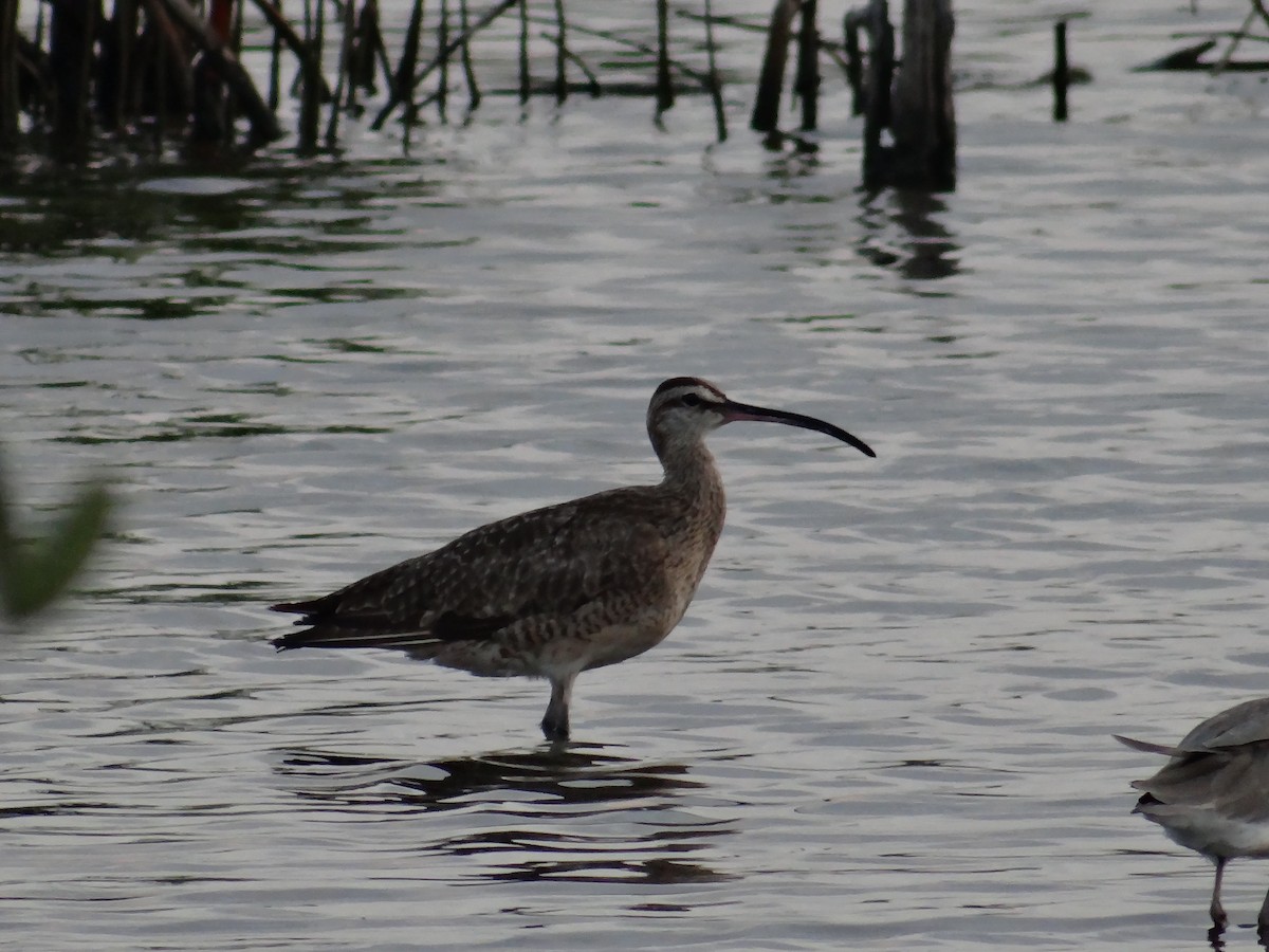 Whimbrel - ML636683170