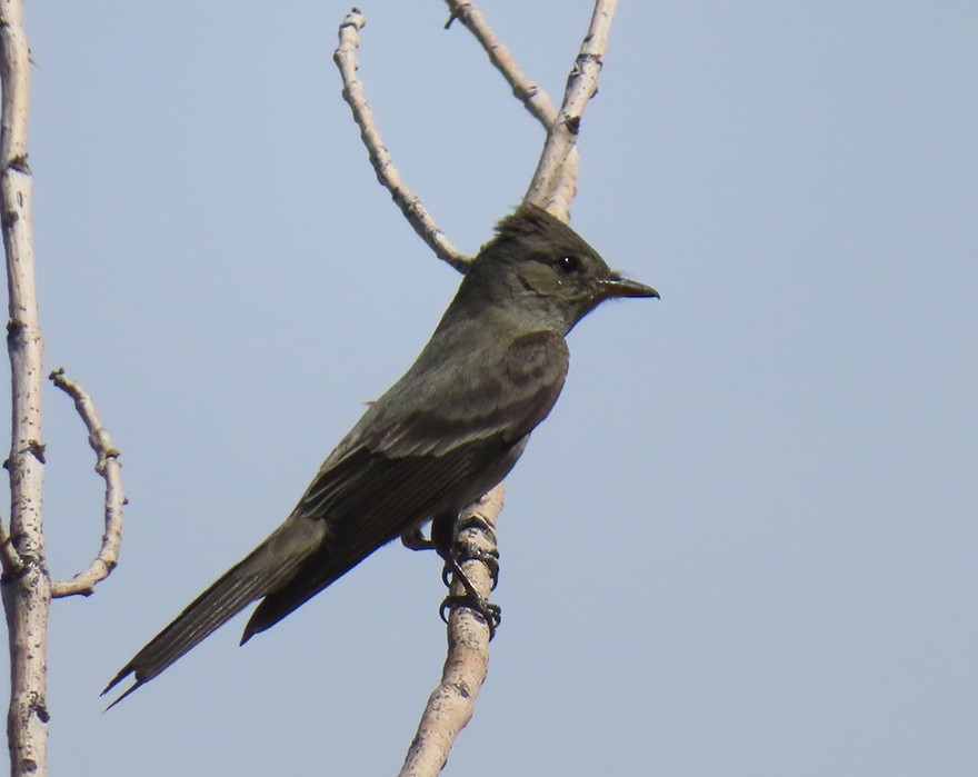 Western Wood-Pewee - ML636683189