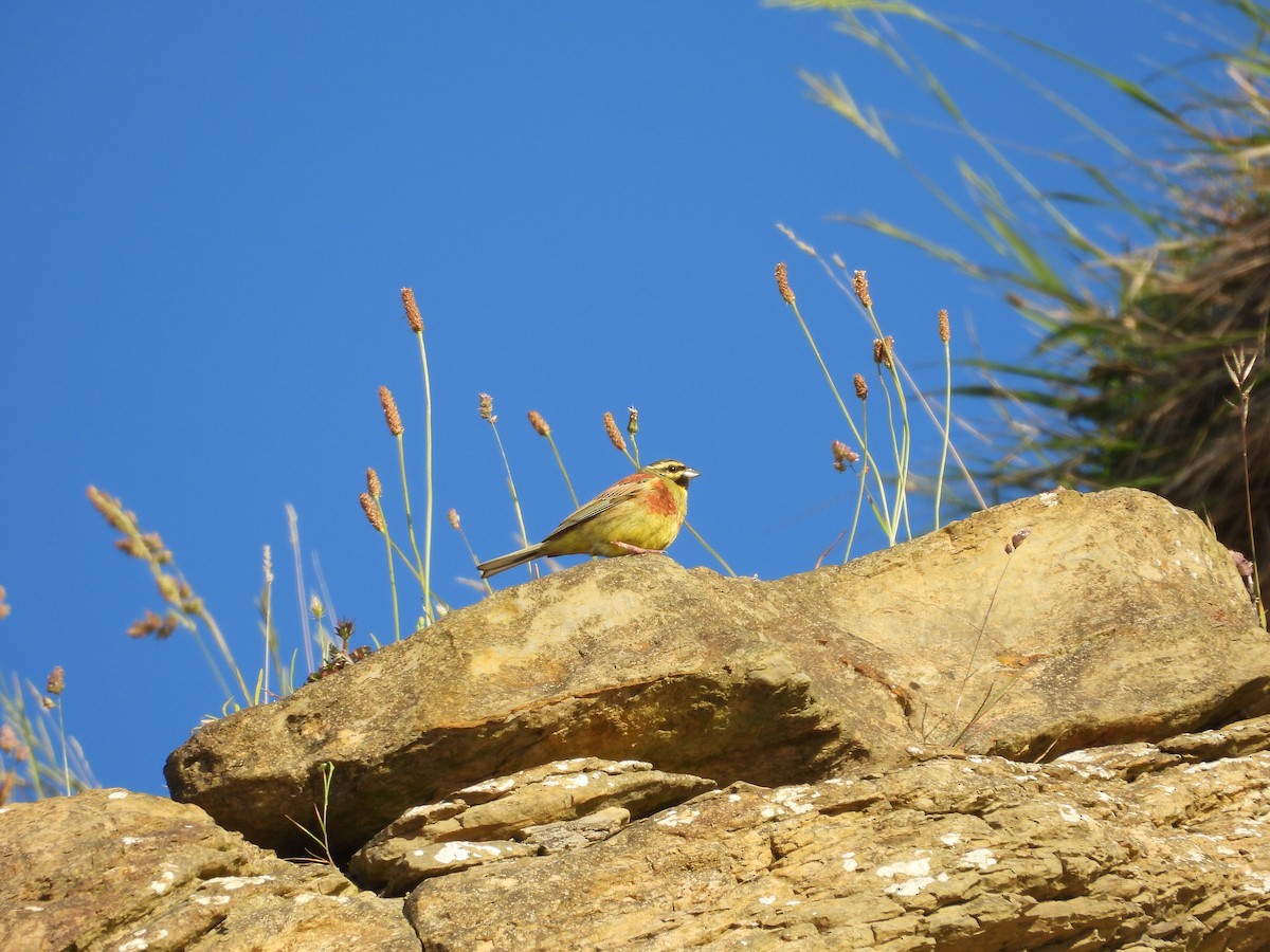 Cirl Bunting - ML636683278