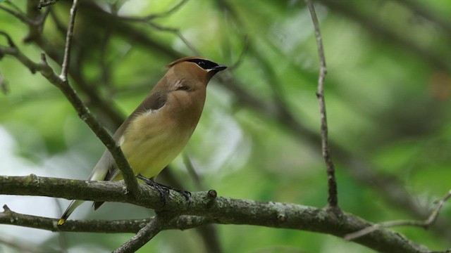 Cedar Waxwing - ML636683294