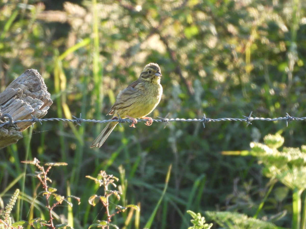Cirl Bunting - ML636683304
