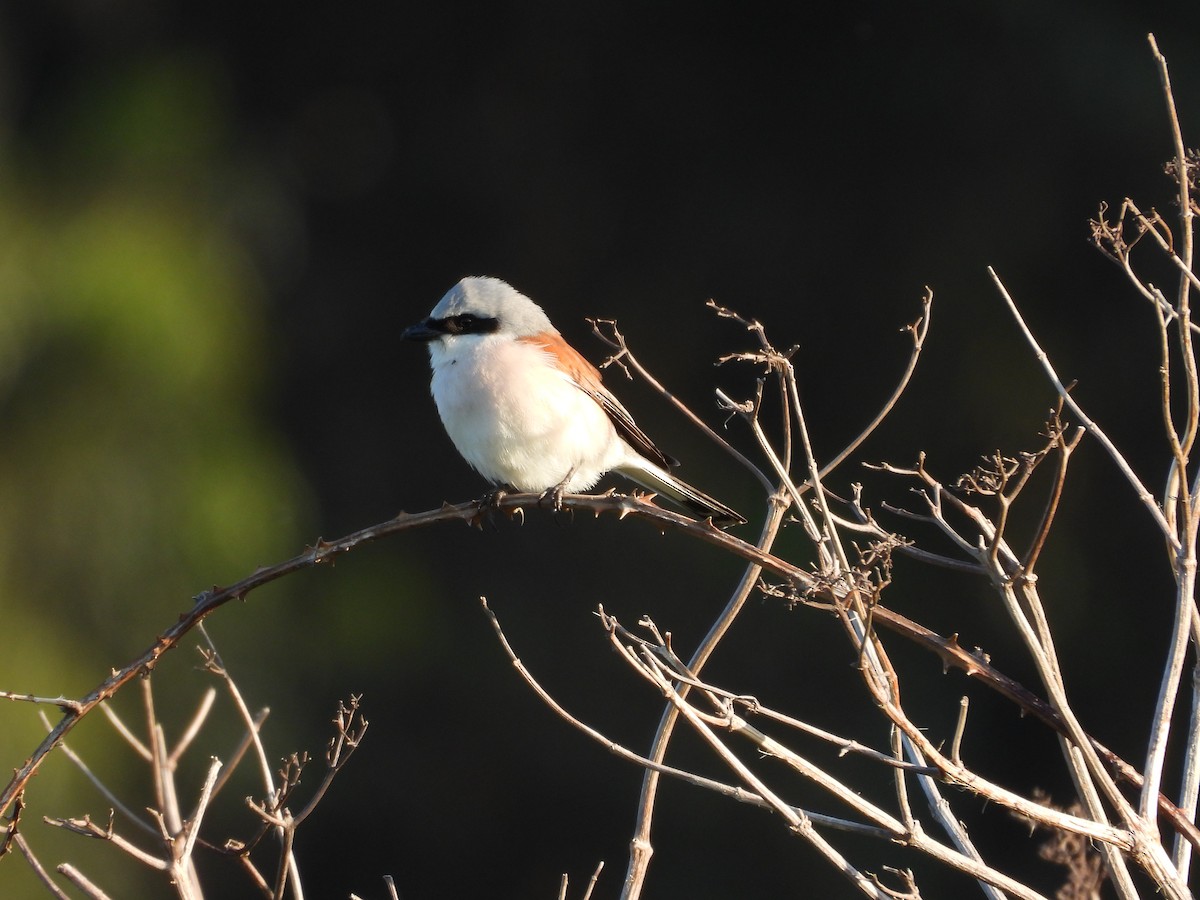 Red-backed Shrike - ML636683326