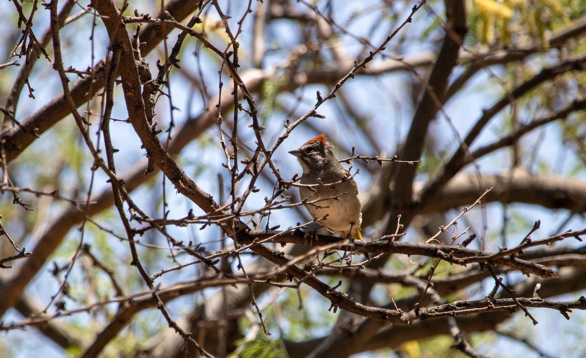 Green-tailed Towhee - ML636683331