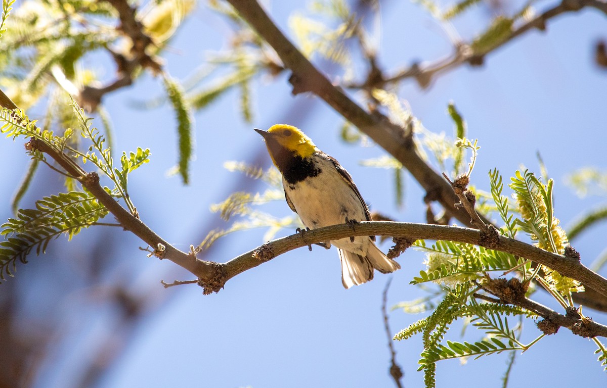 Hermit Warbler - ML636683343