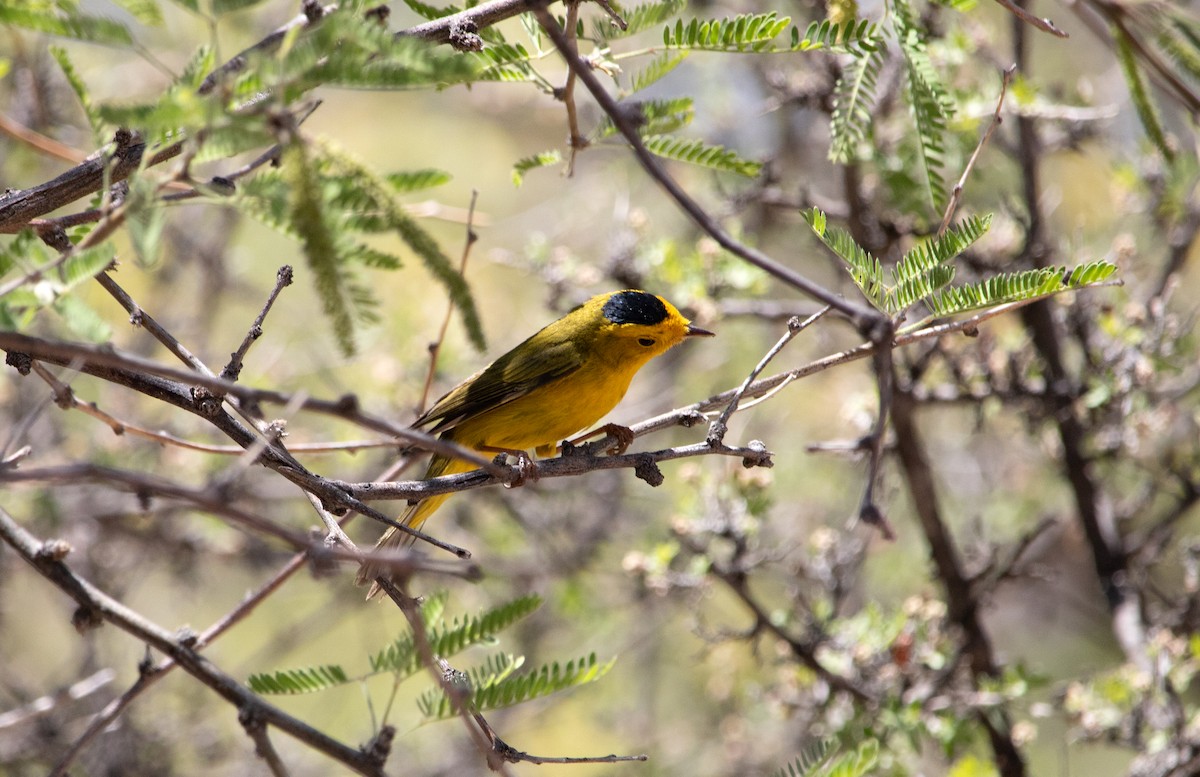 Wilson's Warbler - ML636683366
