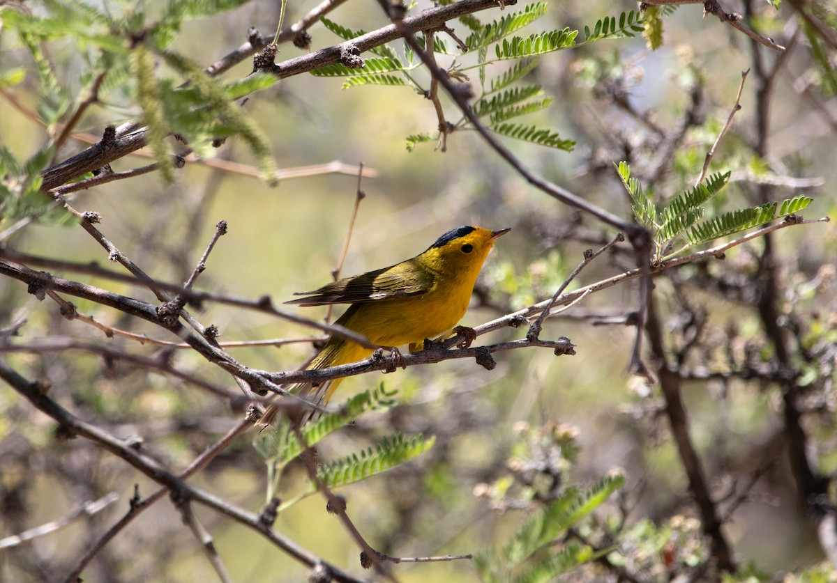 Wilson's Warbler - ML636683367