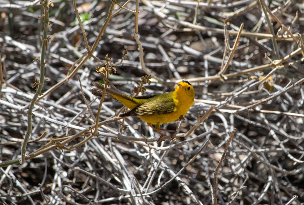 Wilson's Warbler - ML636683368