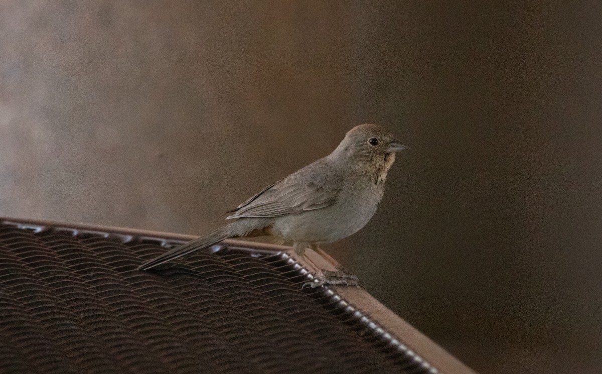 Canyon Towhee - ML636683384