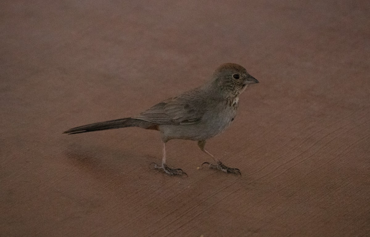 Canyon Towhee - ML636683385