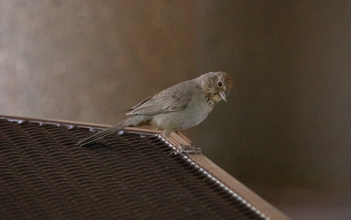 Canyon Towhee - ML636683386