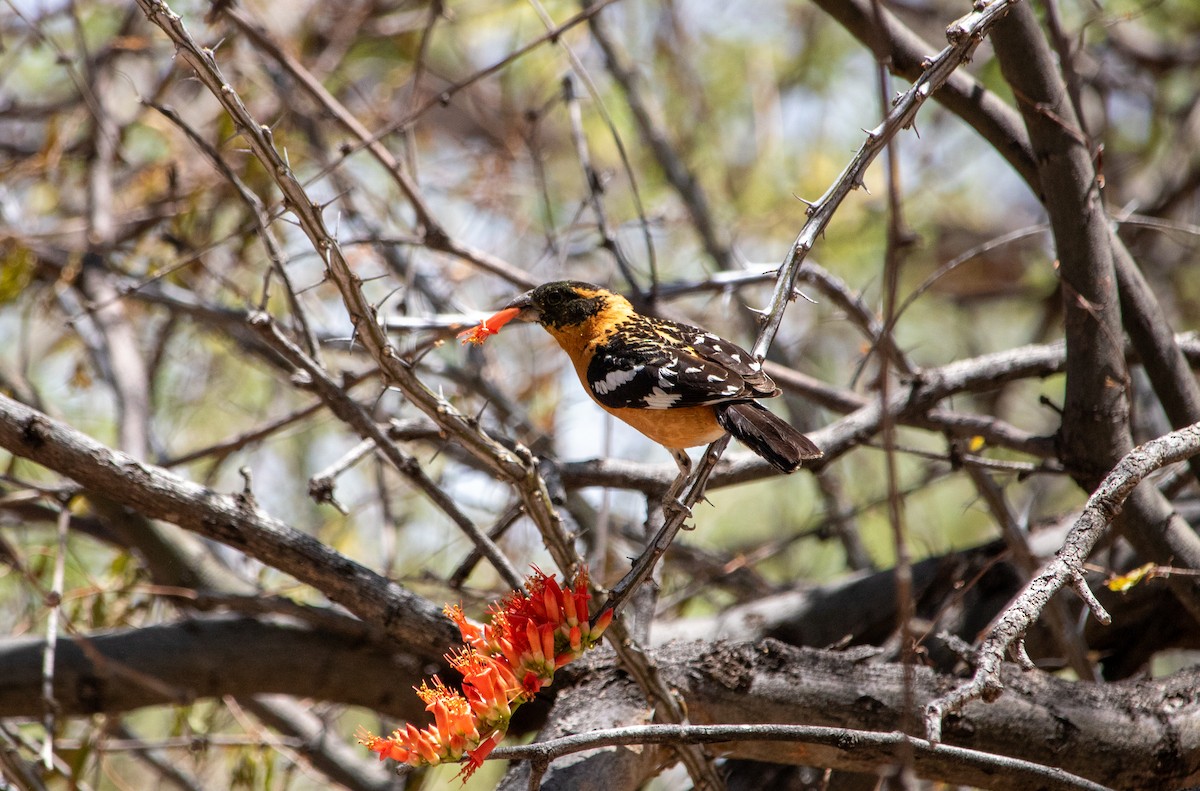 Black-headed Grosbeak - ML636683406