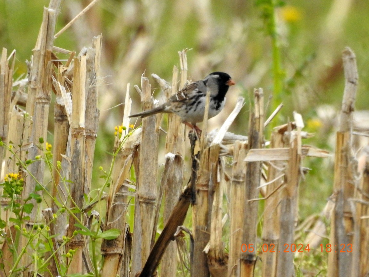 Harris's Sparrow - ML636683425